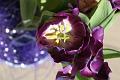 purple twolips 2